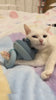 cat massage 7