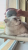 cat massage 5