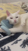 cat massage 3