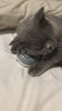 cat massage 4